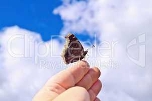 Butterfly brown on a hand against the sky