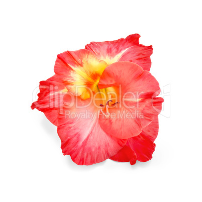 Gladiolus red