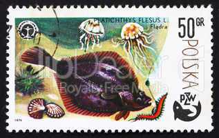 Postage stamp Poland 1979 Flounder, Platichthys Flesus, Fish