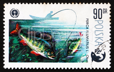Postage stamp Poland 1979 Perch, Perca Fluviatilis, Fish