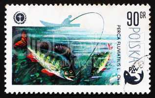 Postage stamp Poland 1979 Perch, Perca Fluviatilis, Fish