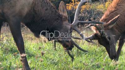 Elk, Males Battling