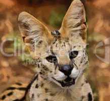 Serval African Wild Cat Portrait Painting