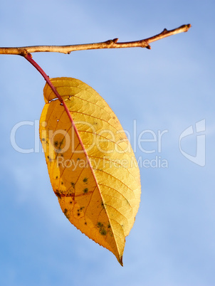 Single yellow leaf of cherry tree