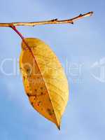 Single yellow leaf of cherry tree