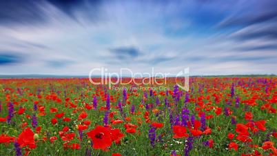 field of flowers and the cloudy sky