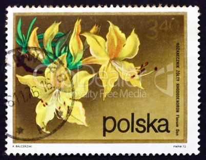 Postage stamp Poland 1972 Rhododendron, Flavum Don
