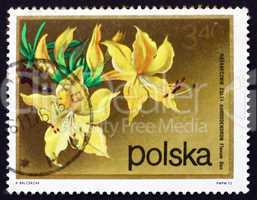 Postage stamp Poland 1972 Rhododendron, Flavum Don