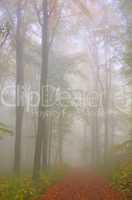beech forest in fog 06