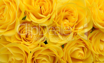 close up of yellow roses on the market