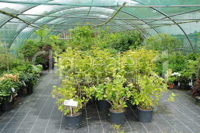 a plant nursery in Brittany