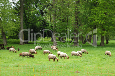 France, sheeps in the park of Théméricourt