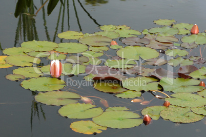 Brittany, le Jardin Lepage in Pleumeur Bodou