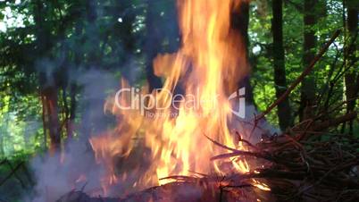 Pile of branches burning in forest