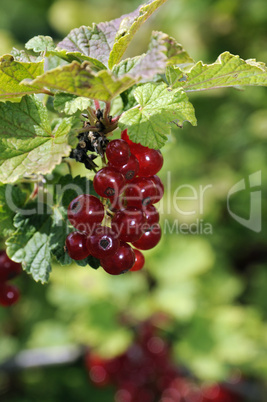 Johannisbeeren