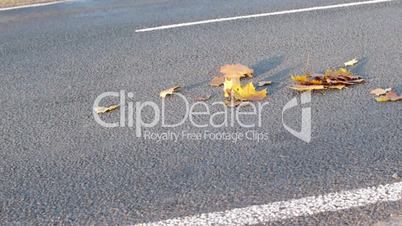 Cars driving on autumn leaves