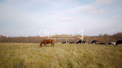 Cow autumn landscape