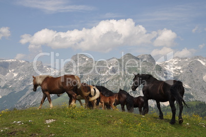 Pferde auf dem Frommerkogel