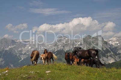 Pferde auf dem Frommerkogel