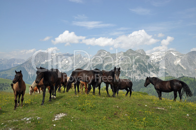 Pferde auf dem Frommerkogel