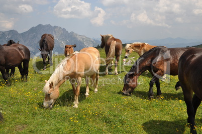 Pferde auf dem Frommerkogel