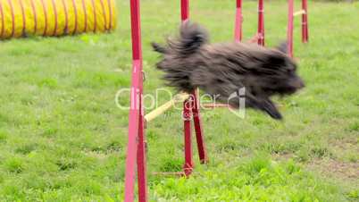 Pets running, agility race with dog jumping over hurdles
