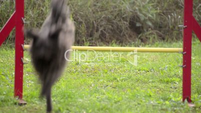Pet running, agility race with dog jumping over hurdle