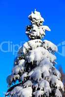 Winter snowy fir