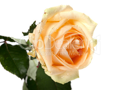 Rose bud with water drops isolated on white background