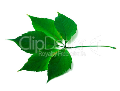 Green virginia creeper leaves