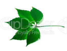 Green virginia creeper leaves