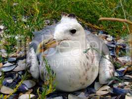 The seagull has a rest on a beach in seaweed