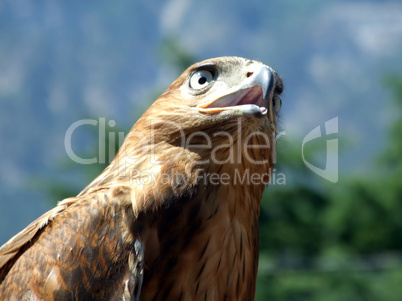 The tamed falcon on a background of Crimean mountains2