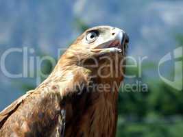 The tamed falcon on a background of Crimean mountains2