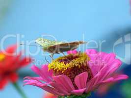 The greater butterfly on a pink flower