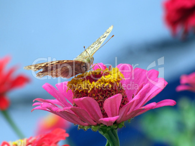 The greater butterfly on a pink flower2 The greater butterfly on a pink flower2