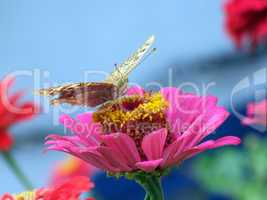 The greater butterfly on a pink flower2