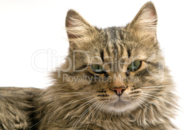 Portrait of a cat on a white background. isolated