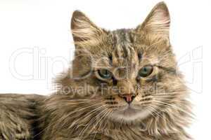 Portrait of a cat on a white background. isolated