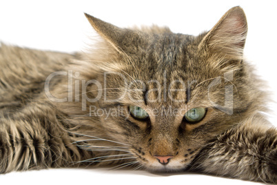 a lying cat on a white background. isolated