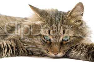 a lying cat on a white background. isolated