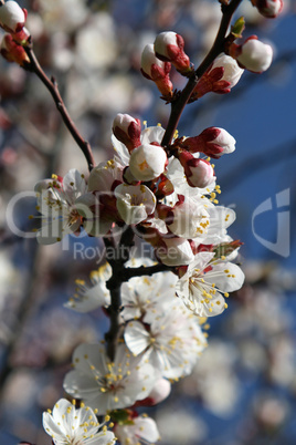 Spring branch of a blossoming tree 3