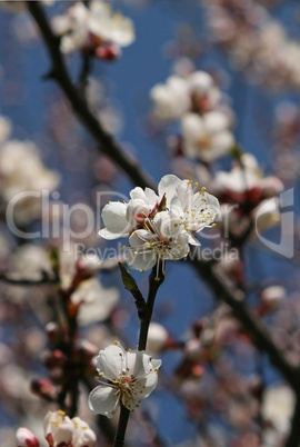 Spring branch of a blossoming tree 4