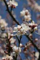 Spring branch of a blossoming tree 4