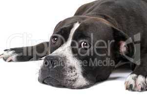Portrait of the american staffordshire terrier. Isolated 2