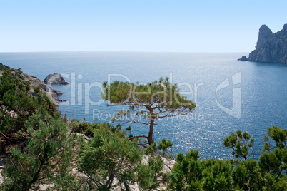 Tree in mountains, sea, sky. Ukraine. Southern coast of Crimea.