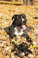 Portrait of the american staffordshire terrier laying on foliage