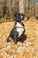 American staffordshire terrier against yellow foliage
