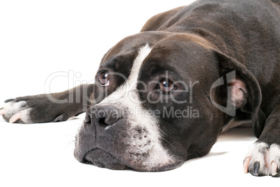 Portrait of the american staffordshire terrier. Isolated on whit