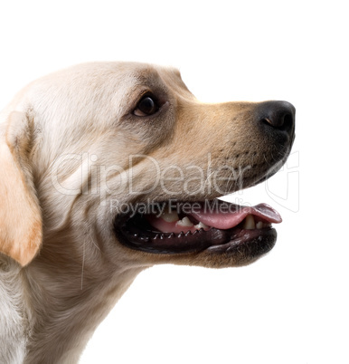 Portrait of the caucasian sheep dog. Isolated on white